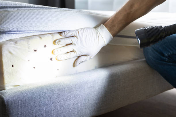 Professional Pest Control in East Ithaca, NY
