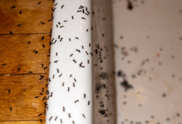 Best Insect Control  in East Ithaca, NY
